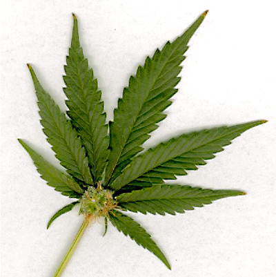 NEXT STOP CO? Washington State’s Medical Marijuana Storefronts Raided