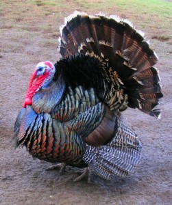 wikipedia turkey
