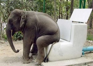 elephant-poop
