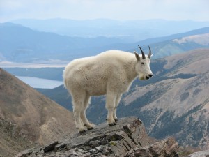Mountain_Goat_Mount_Massive