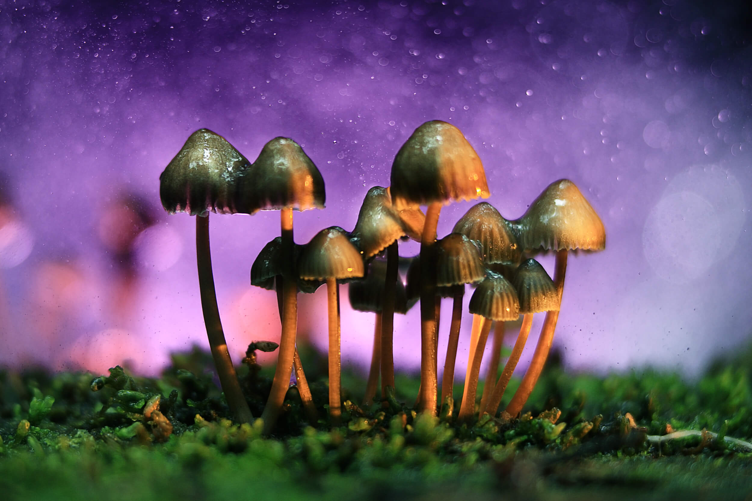 You’re not hallucinating, magic mushrooms could become Colorado’s new societal ill