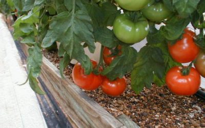 GROWING GRANDMA: Democrat Bill to Allow Compositing Dead People for Soil