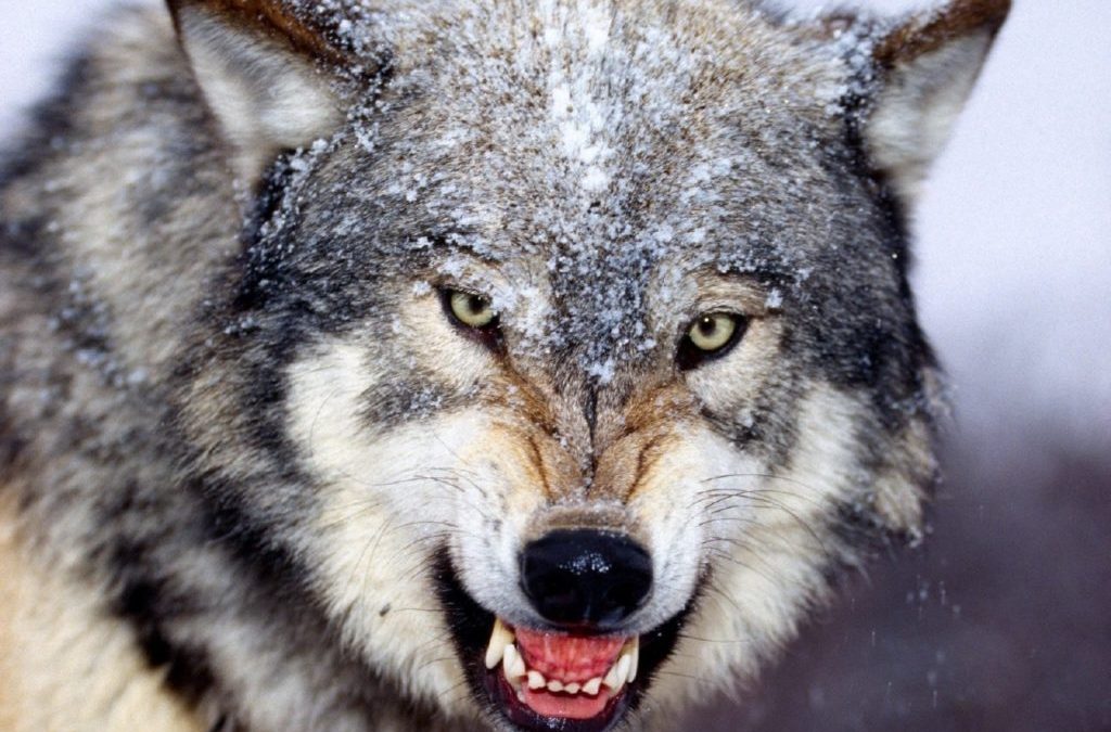 VOTING FOR DUMMIES: Who Wants Gray Wolves to Eat their Dogs and Cats?