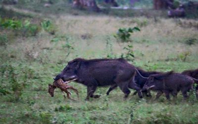 BUT WHO WILL SAVE THEM? Colorado Successfully Eradicates Invasive Pigs