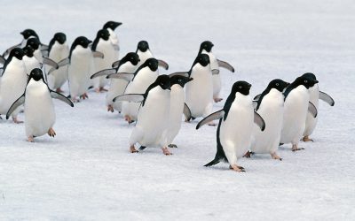 Democrat Unity Tour delivers articles of impeachment to the Senate