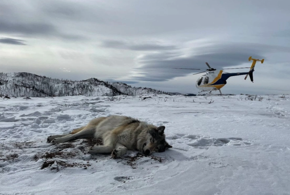 Gov. Polis questions sexual orientation of Colorado’s first tagged wolf