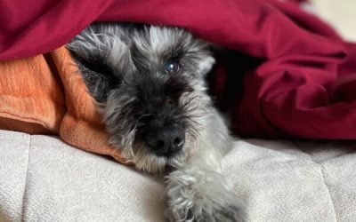 9News replaces Kyle Clark with diversity hire from Canada