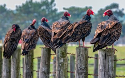 Colorado media shocked to learn Republicans don’t trust them all