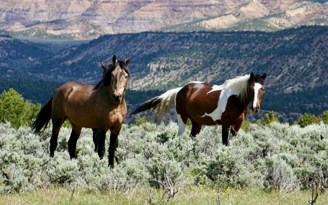 Bennet and Hickenlooper betray Western Colorado, fail to keep BLM HQ in Grand Junction