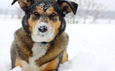 Denver wants to hike fines 400% on restaurants, tattoo parlors, pools, and dogs 