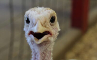 Thanksgiving games to play with those progressives you call family 