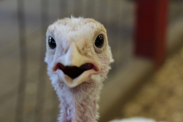 Thanksgiving games to play with those progressives you call family 