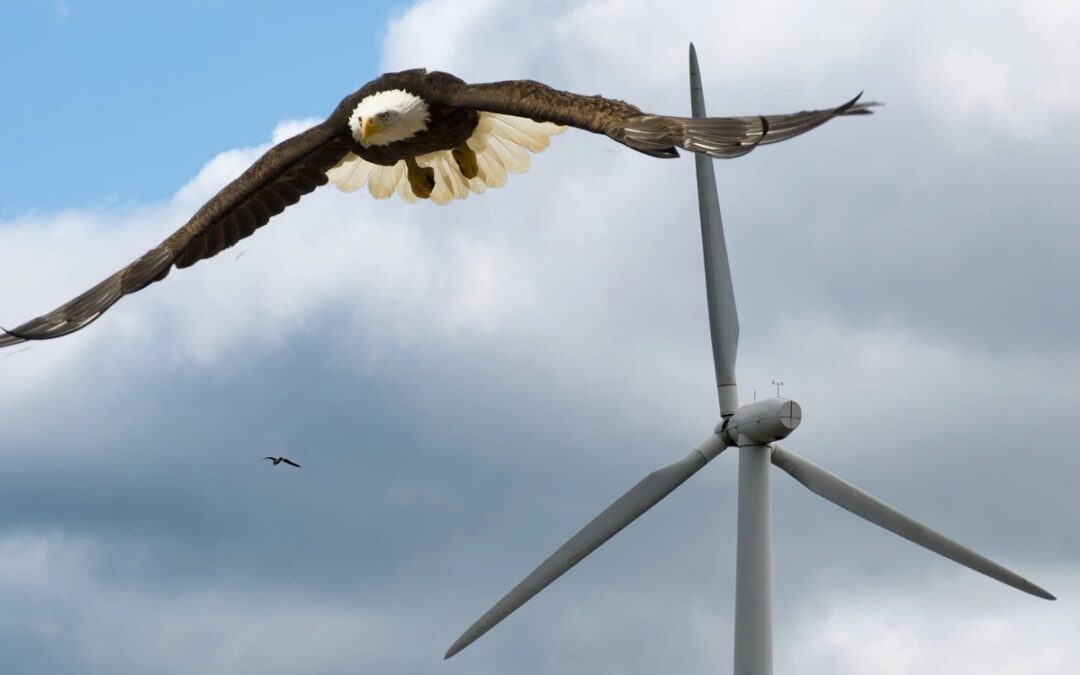 Biden administration okays eagle deaths by wind turbines in Colorado, western states