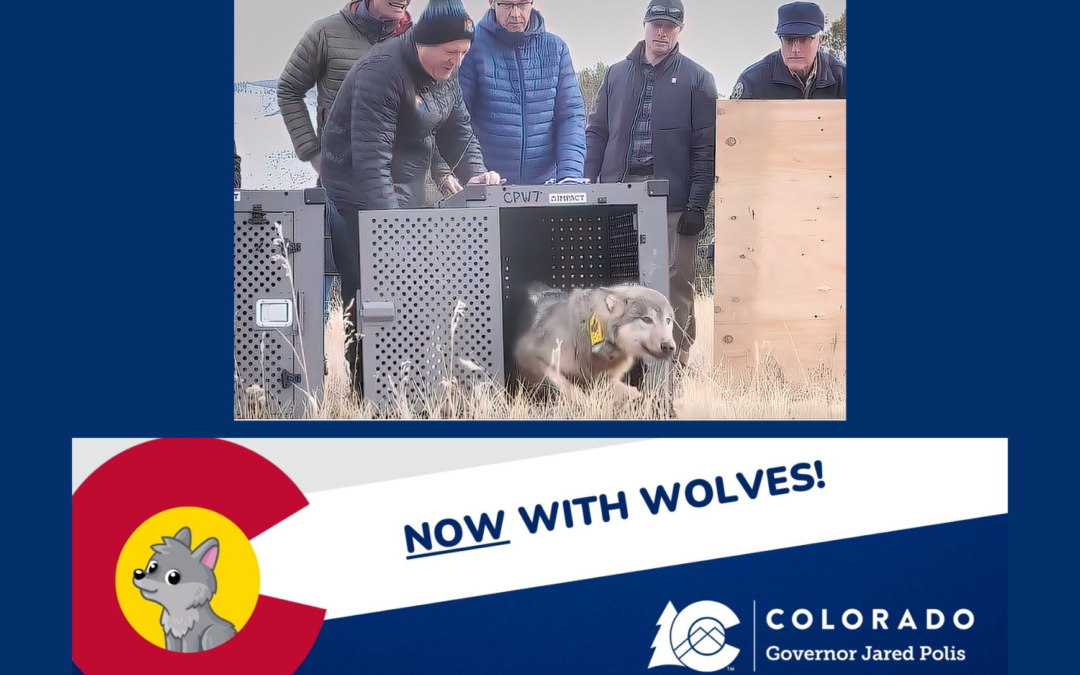 Polis tells livestock owners that wolves are hunters, so get over it