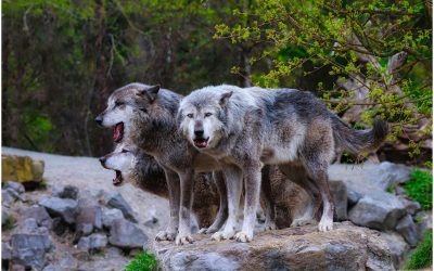 Wolf advocate gets slap on the wrist for illegal lobbying in Colorado